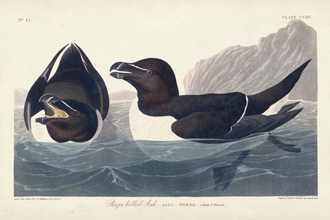 Framed Pl 214 Razor-billed Auk Print