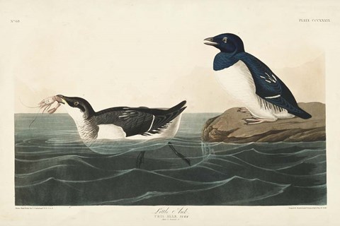 Framed Pl 339 Little Auk Print