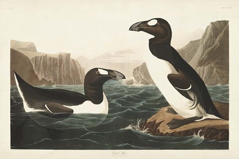 Framed Pl 341 Great Auk Print