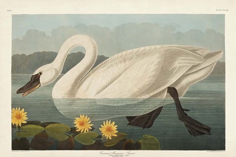 Framed Pl 411 Common American Swan Print