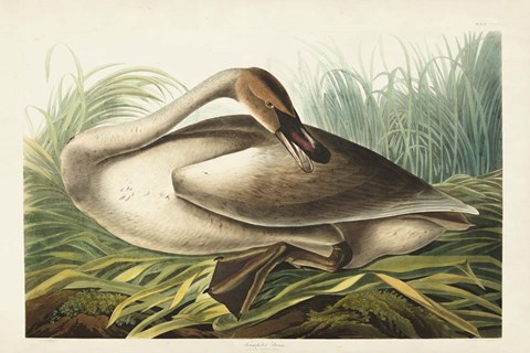 Framed Pl 376 Trumpeter Swan Print