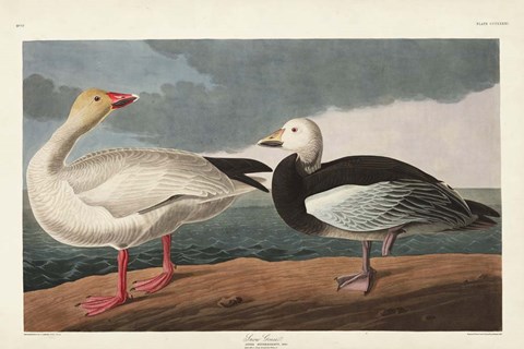 Framed Pl 381 Snow Goose Print