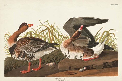 Framed Pl 286 White-fronted Goose Print