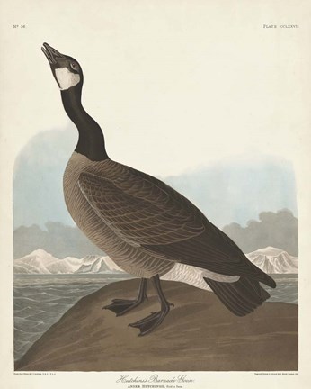 Framed Pl 277 Hutchinss Barnacle Goose Print