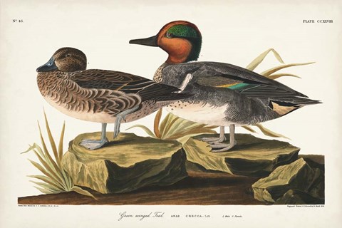 Framed Pl 228 Green-winged Teal Print