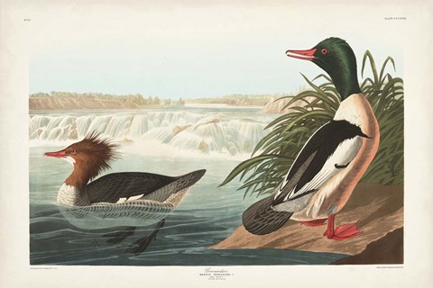 Framed Pl 331 Goosander Duck Print