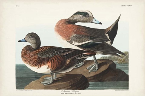 Framed Pl 345 American Widgeon Print