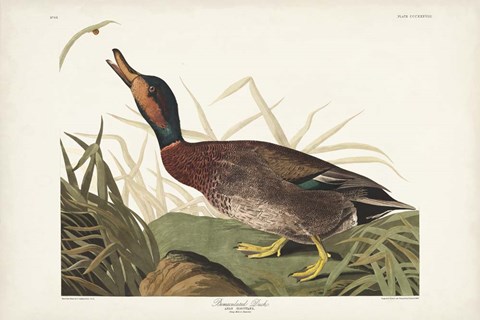 Framed Pl 338 Bemaculated Duck Print