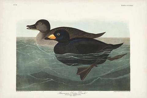 Framed Pl 408 American Scoter Duck Print