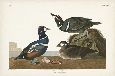 Framed Pl 297 Harlequin Duck Print