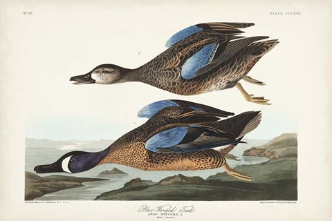 Framed Pl 313 Blue-winged Teal Print