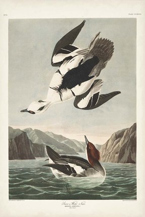 Framed Pl 347 Smen or White Nun Print