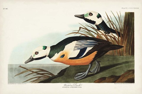 Framed Pl 429 Western Duck Print