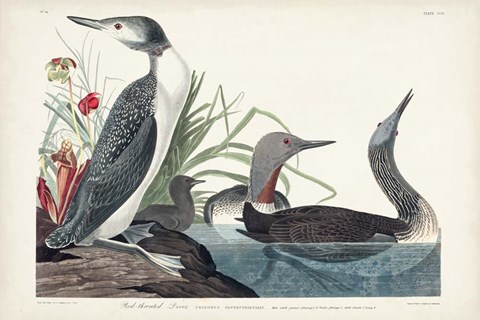 Framed Pl 202 Red-throated Diver Print