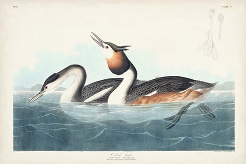 Framed Pl 292 Crested Grebe Print