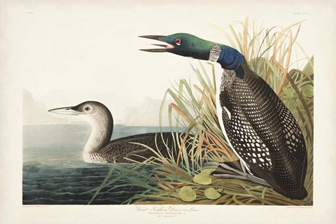 Framed Pl 306 Great Northern Diver or Loon Print