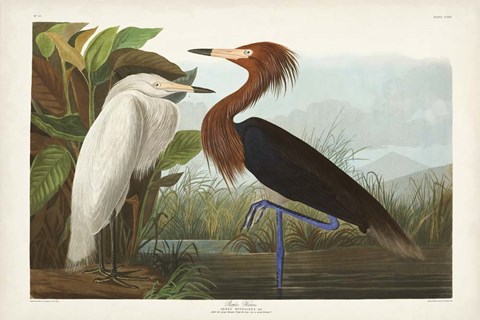 Framed Pl 256 Purple Heron Print