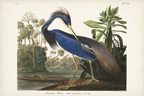 Framed Pl 217 Louisiana Heron Print