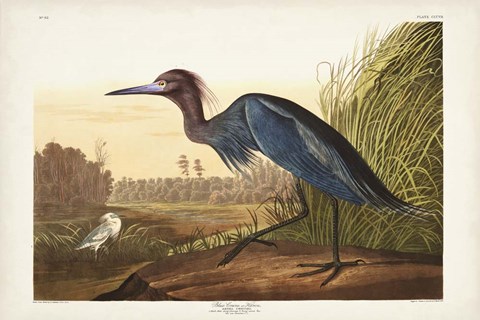 Framed Pl 307 Blue Crane or Heron Print