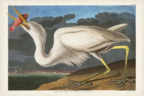 Framed Pl 281 Great White Heron Print