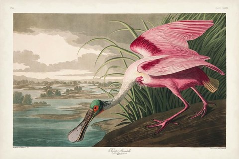 Framed Pl 321 Roseate Spoonbill Print