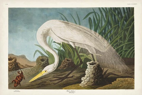 Framed Pl 386 White Heron Print