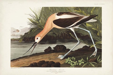 Framed Pl 318 American Avocet Print
