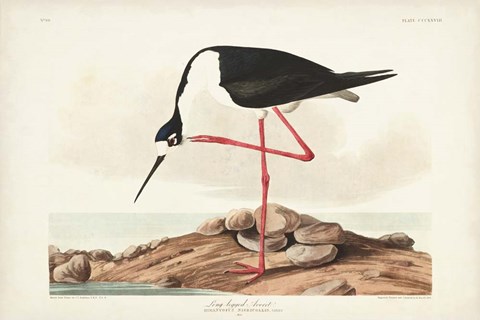 Framed Pl 328 Long- legged Avocet Print