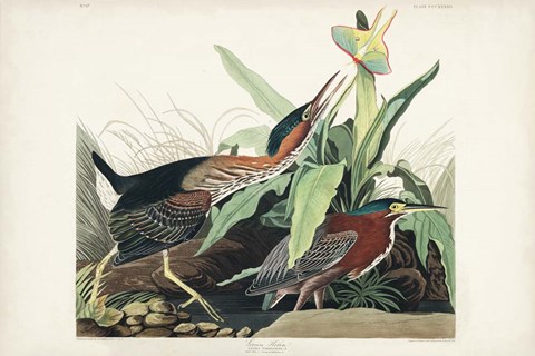 Framed Pl 333 Green Heron Print