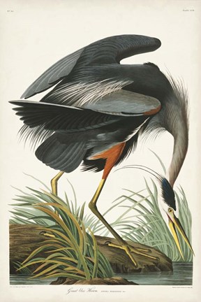 Framed Pl 211 Great Blue Heron Print