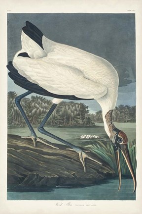 Framed Pl 216 Wood Ibis Print