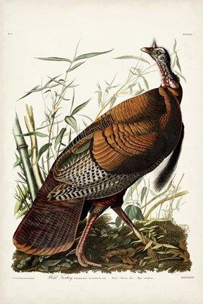 Framed Pl 1 Wild Turkey Print