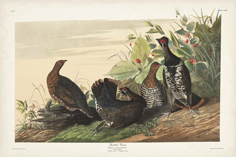 Framed Pl 176 Spotted Grouse Print