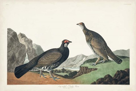 Framed Pl 361 Long-tailed or Dusky Grouse Print