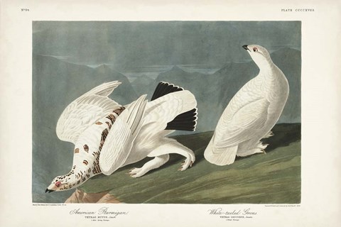 Framed Pl 418 American Ptarmigan Print