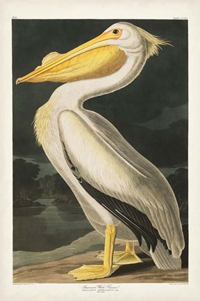 Framed Pl 311 American White Pelican Print