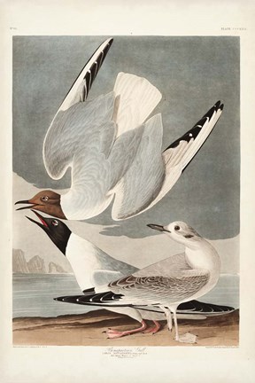 Framed Pl 324 Bonapartian Gull Print