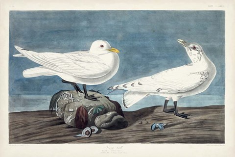 Framed Pl 287 Ivory Gull Print