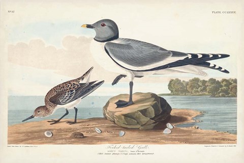 Framed Pl 285 Fork-tailed Gull Print