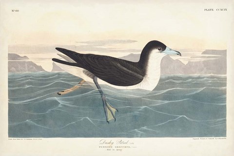 Framed Pl 299 Dusky Petrel Print