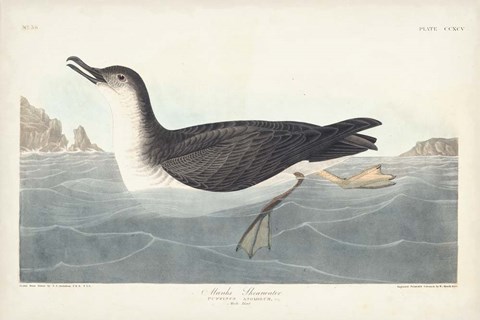 Framed Pl 295 Manks Shearwater Print