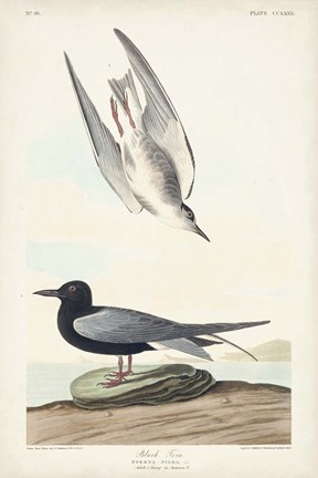 Framed Pl 280 Black Tern Print