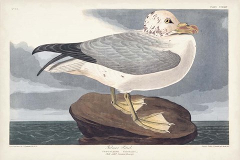 Framed Pl 264 Fulmar Petral Print