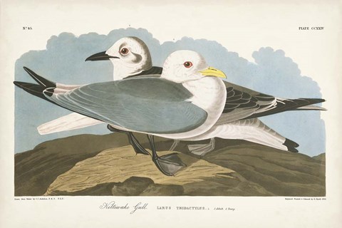 Framed Pl 224 Kittiwake Gull Print