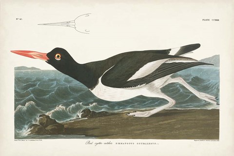 Framed Pl 223 Pied Oyster Catcher Print