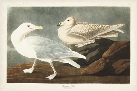 Framed Pl 396 Burgomaster Gull Print