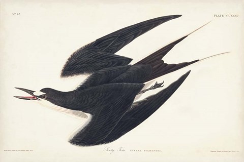 Framed Pl 235 Sooty Tern Print