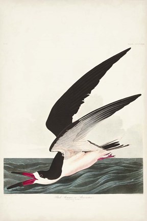 Framed Pl 323 Black Skimmer or Shearwater Print