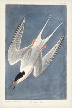Framed Pl 240 Roseate Tern Print