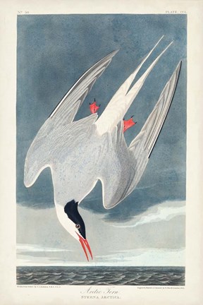 Framed Pl 250 Artic Tern Print